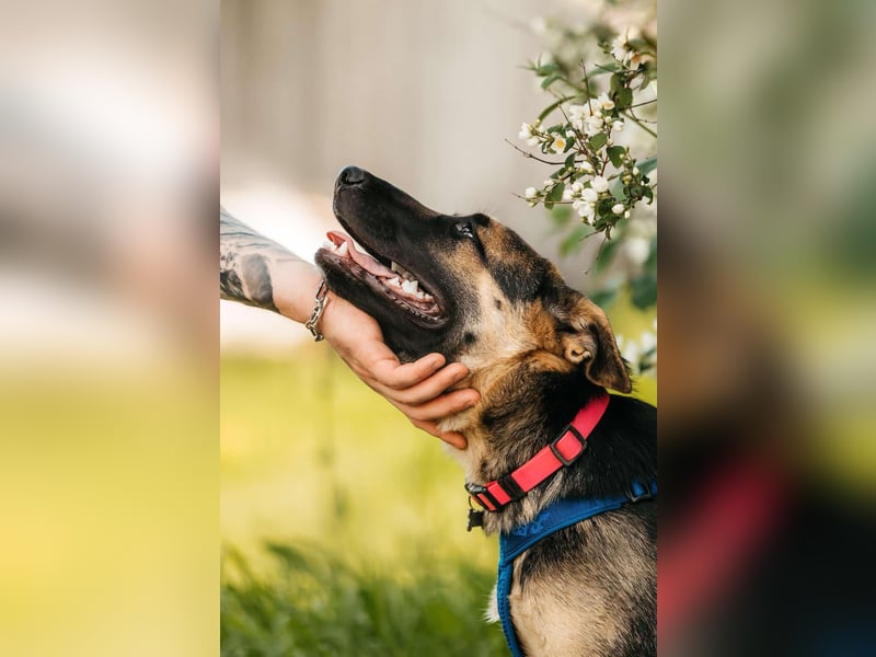Verspielte Samantha sucht aktives Zuhause