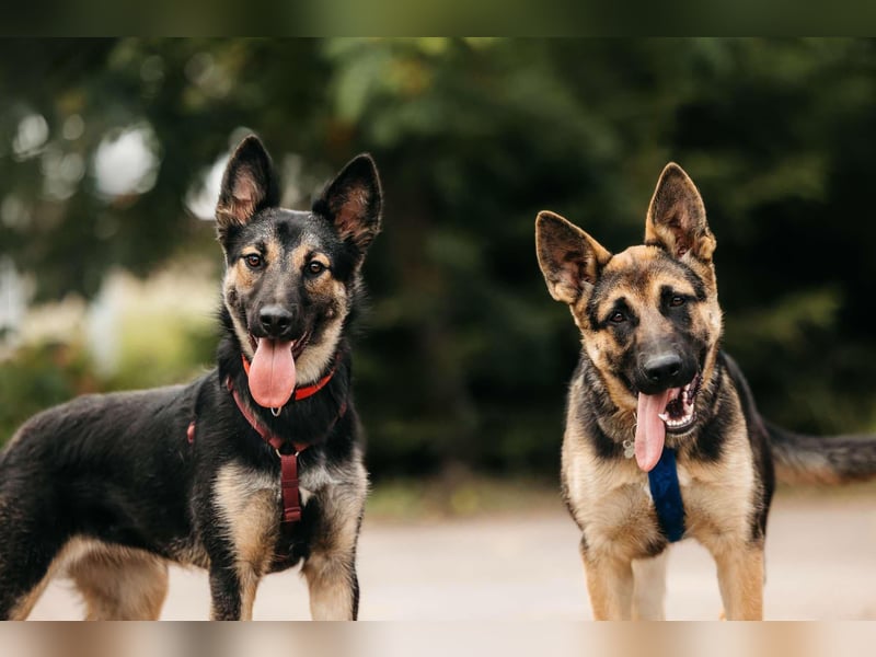 Verspielte Samantha sucht aktives Zuhause