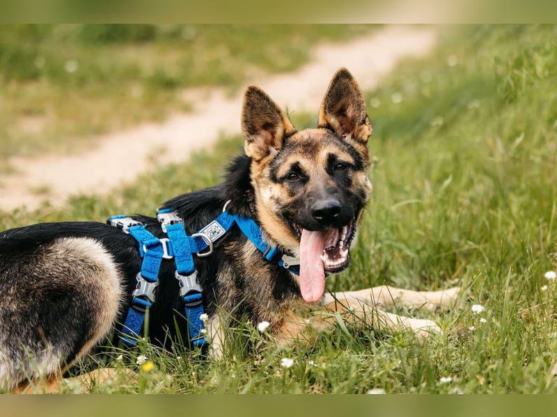Verspielte Samantha sucht aktives Zuhause