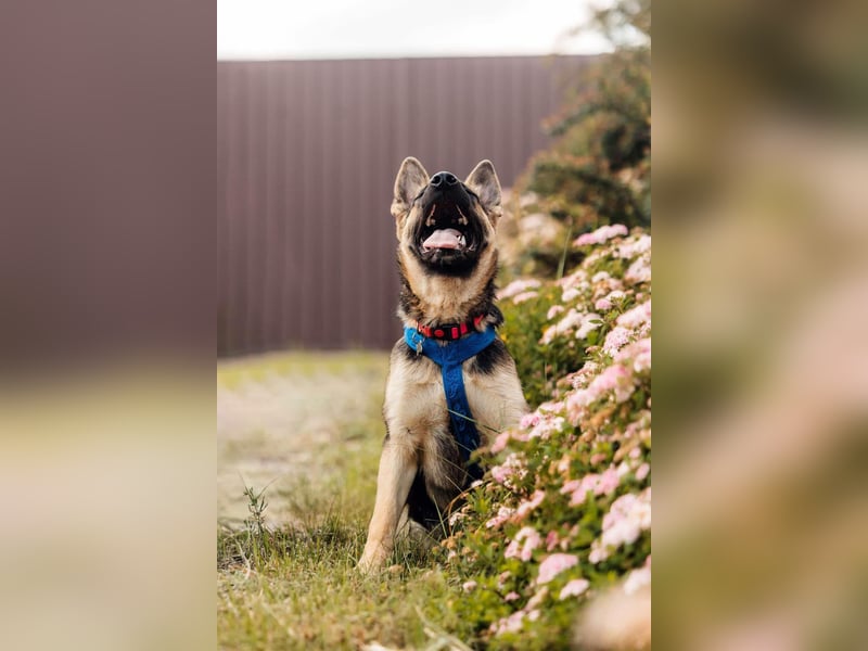 Verspielte Samantha sucht aktives Zuhause