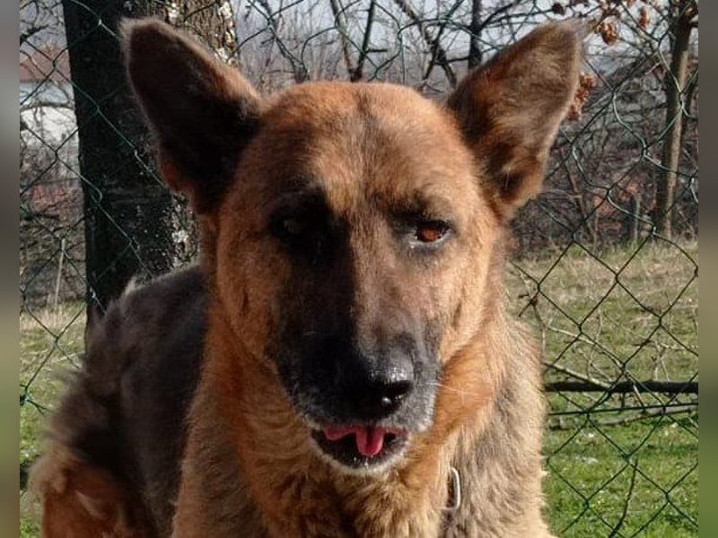 Schäfi-Mix-Lady ♥ Vučica ♥ sucht Liebe