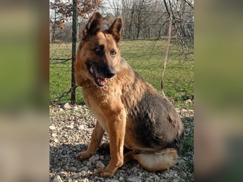 Schäfi-Mix-Lady ♥ Vučica ♥ sucht Liebe