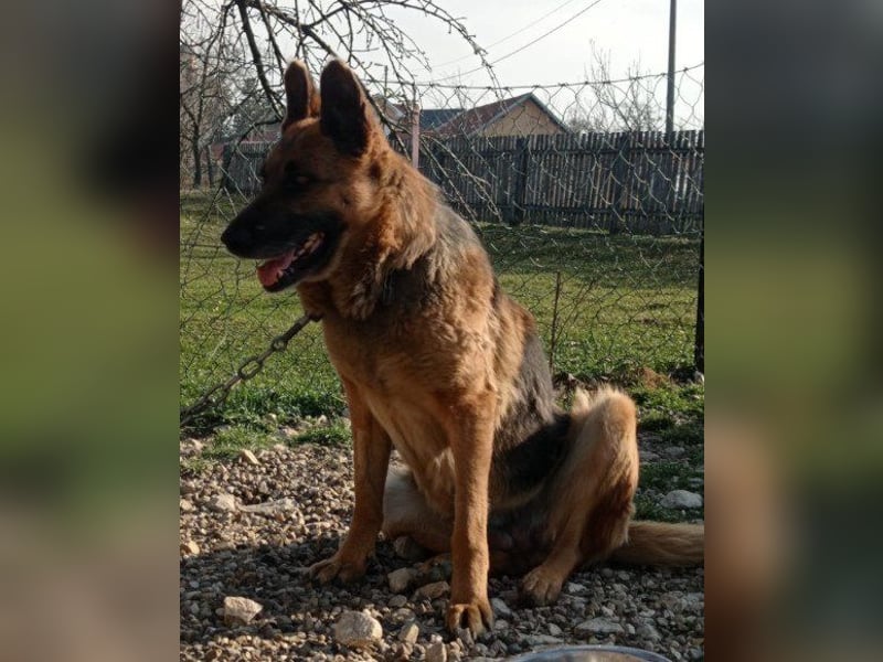 Schäfi-Mix-Lady ♥ Vučica ♥ sucht Liebe