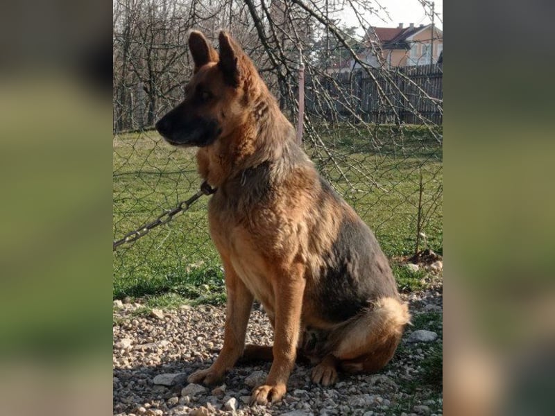 Schäfi-Mix-Lady ♥ Vučica ♥ sucht Liebe