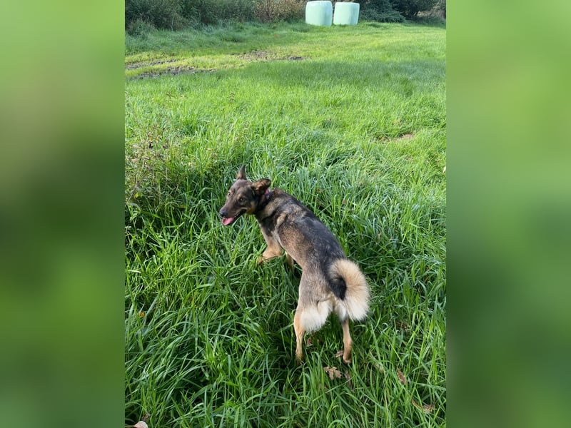 Liebevolle Hündin Ella sucht ein warmherziges Zuhause