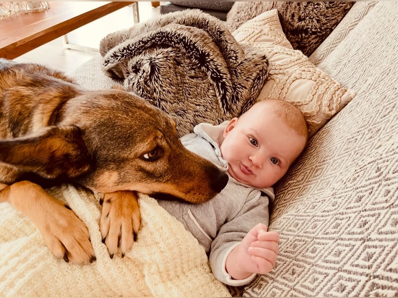Liebevolle Hündin Ella sucht ein warmherziges Zuhause
