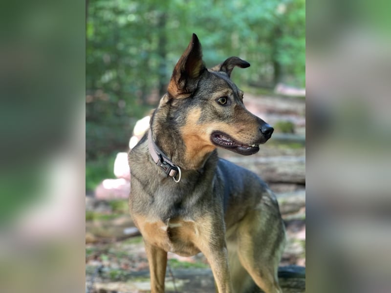 Liebevolle Hündin Ella sucht ein warmherziges Zuhause