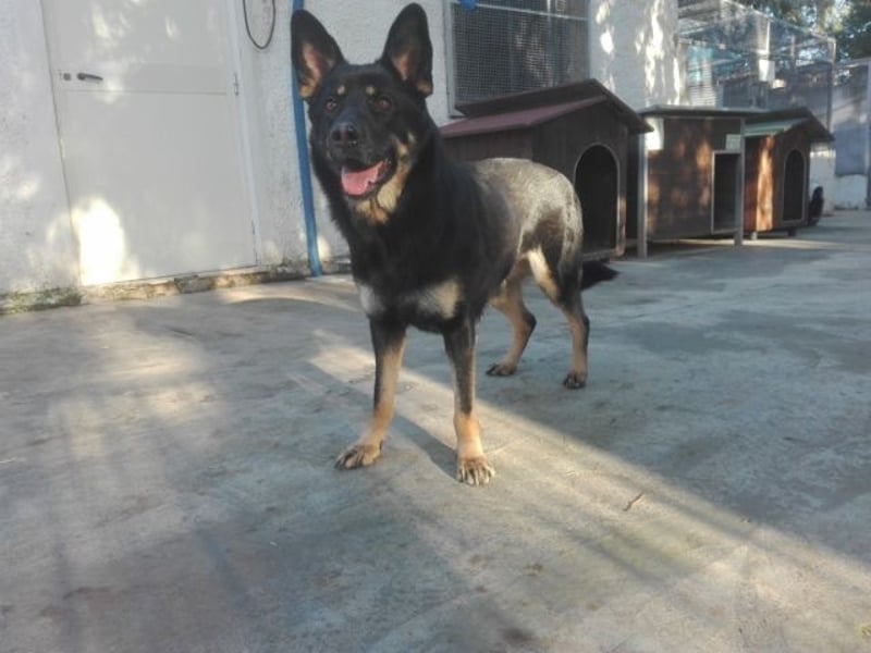 Athena - gibst Du mir eine Chance ?