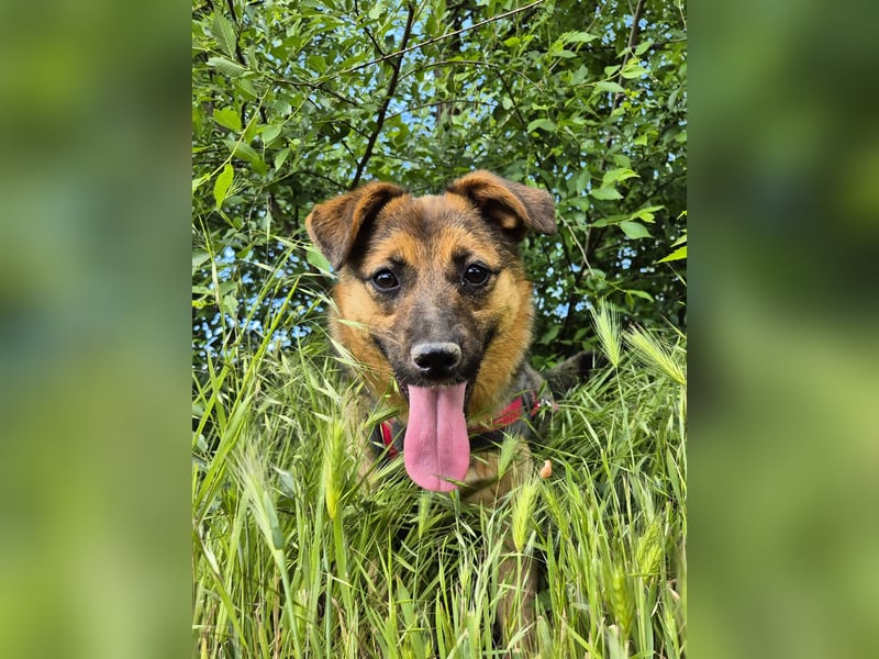 Liebe Ruby sucht eine neue Bleibe