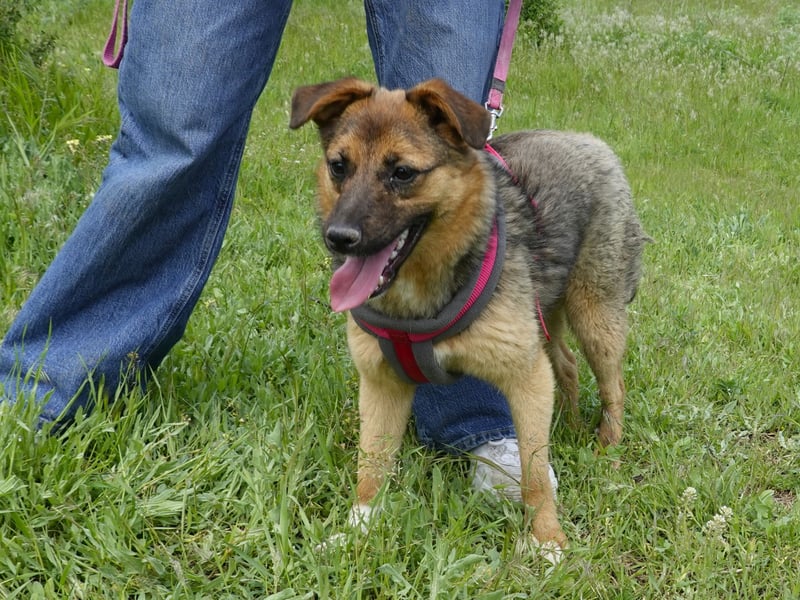 Liebe Ruby sucht eine neue Bleibe