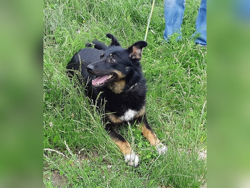 Schäferhundmix Lupi, 6 Jahre Tierheim in Rumänien sind genug