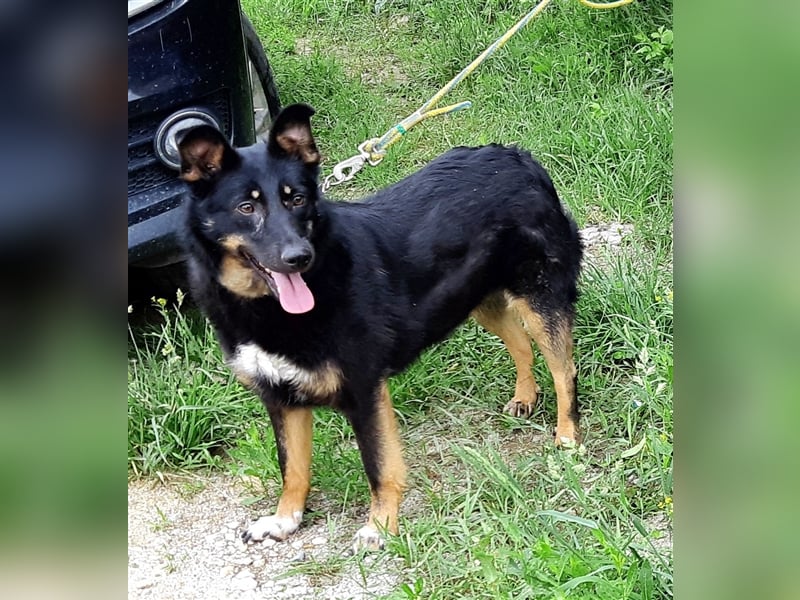Schäferhundmix Lupi, 6 Jahre Tierheim in Rumänien sind genug