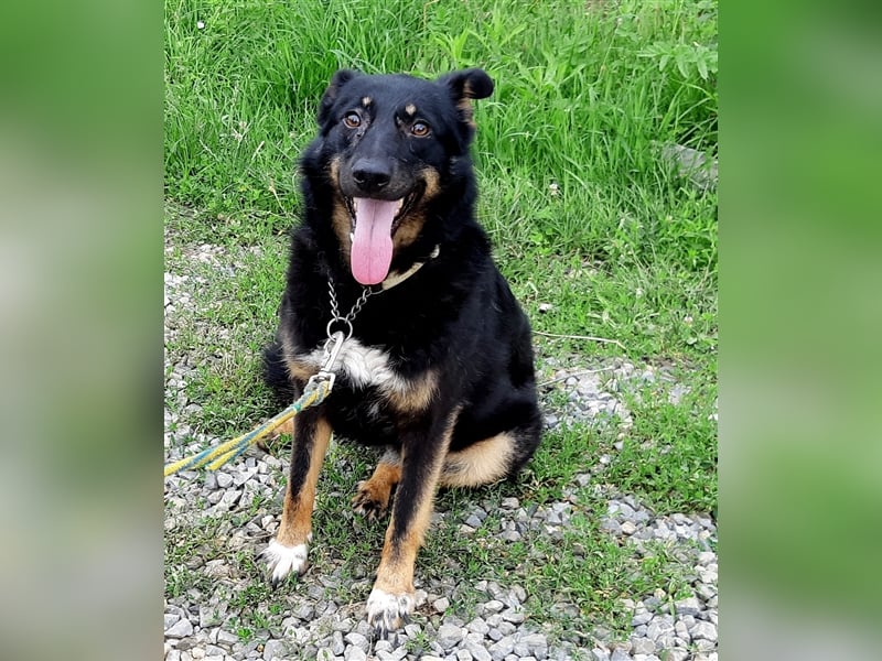 Schäferhundmix Lupi, 6 Jahre Tierheim in Rumänien sind genug