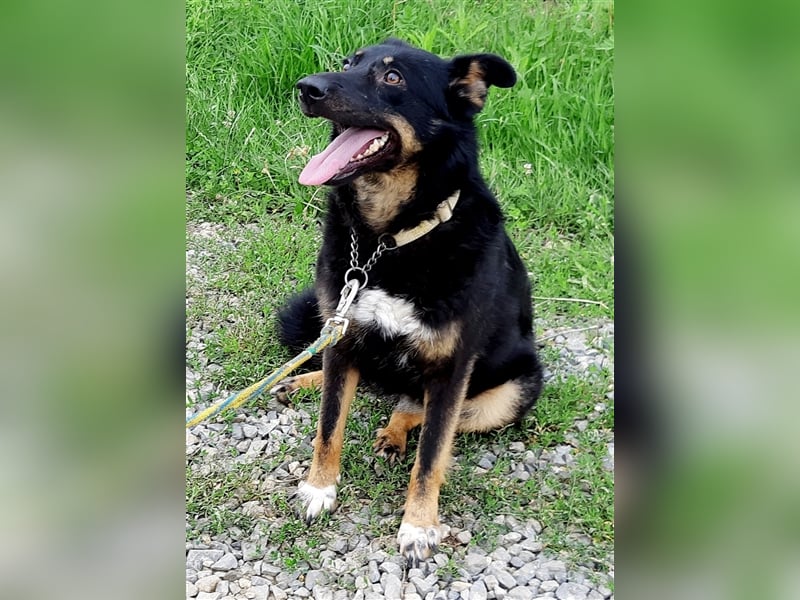 Schäferhundmix Lupi, 6 Jahre Tierheim in Rumänien sind genug