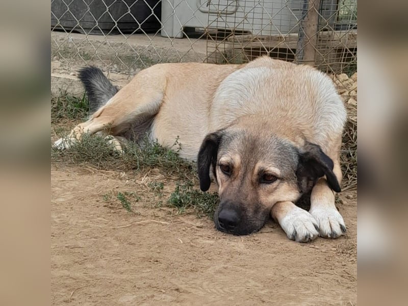 Millie - Schäferhund-Mischling- sucht ein Zuhause/Pflegestelle