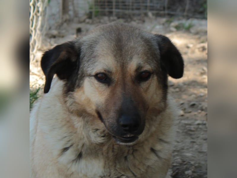 Millie - Schäferhund-Mischling- sucht ein Zuhause/Pflegestelle