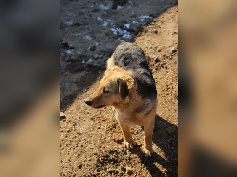 Vica, soziale Hündin freut sich auf Hundegesellschaft