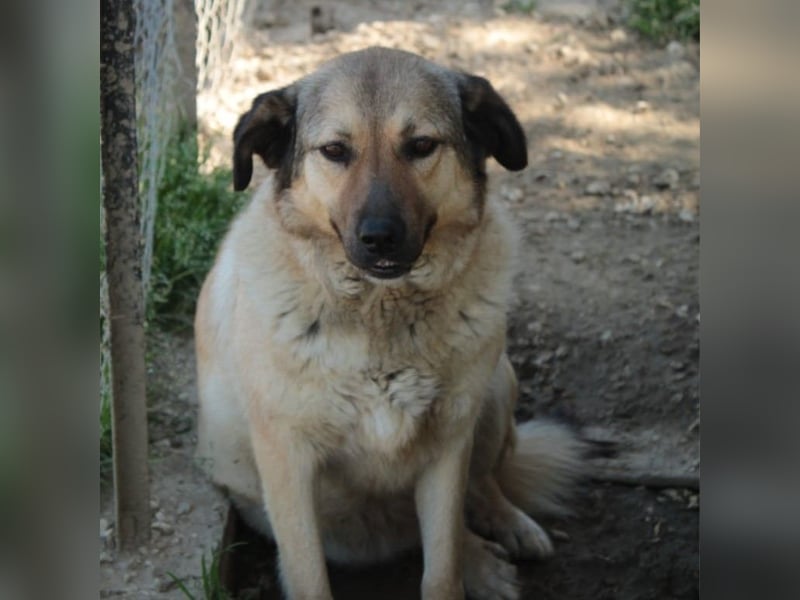 Millie - Schäferhund-Mischling- sucht ein Zuhause/Pflegestelle