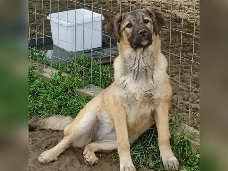 Millie - Schäferhund-Mischling- sucht ein Zuhause/Pflegestelle