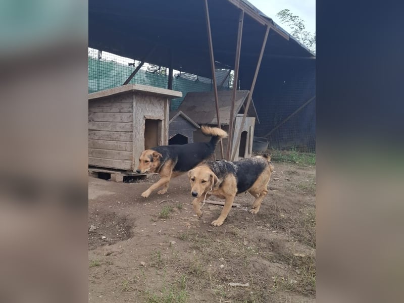 Vica, soziale Hündin freut sich auf Hundegesellschaft