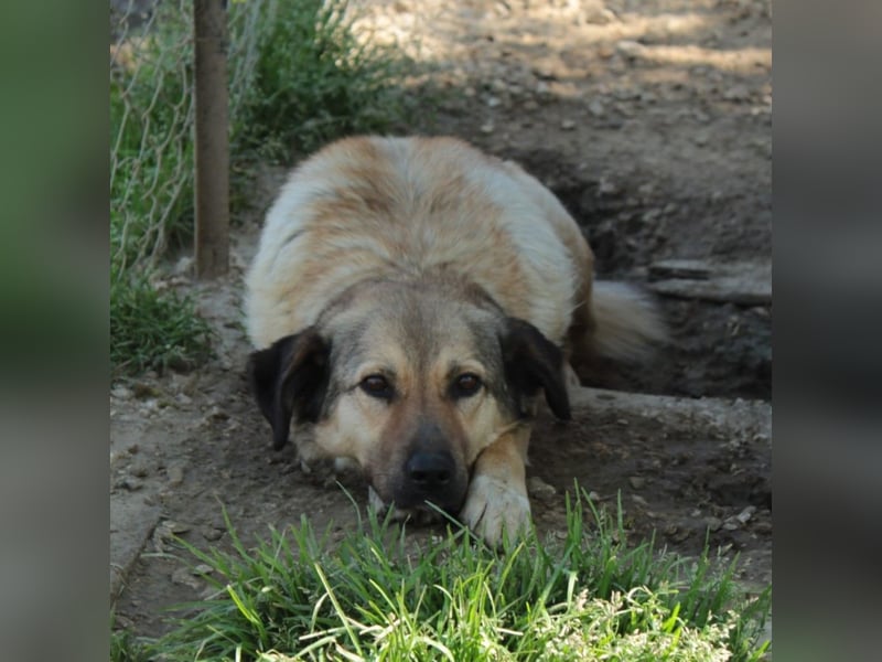 Millie - Schäferhund-Mischling- sucht ein Zuhause/Pflegestelle