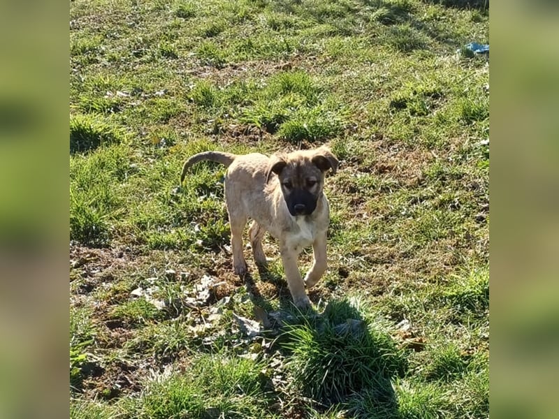 Millie - Schäferhund-Mischling- sucht ein Zuhause/Pflegestelle