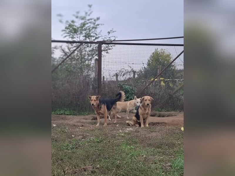 Vica, soziale Hündin freut sich auf Hundegesellschaft