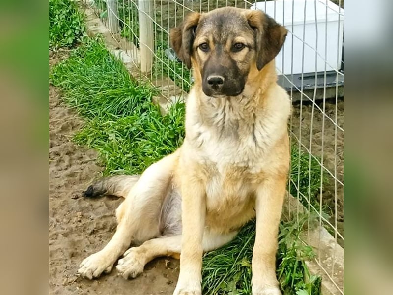 Millie - Schäferhund-Mischling- sucht ein Zuhause/Pflegestelle