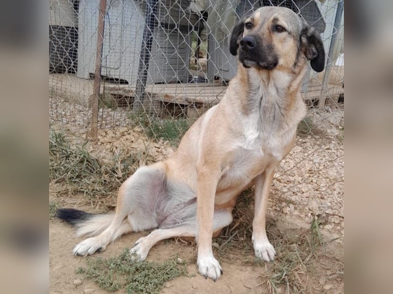 Millie - Schäferhund-Mischling- sucht ein Zuhause/Pflegestelle
