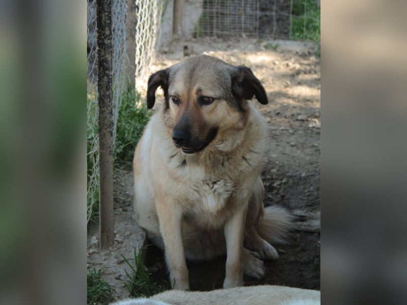 Millie - Schäferhund-Mischling- sucht ein Zuhause/Pflegestelle