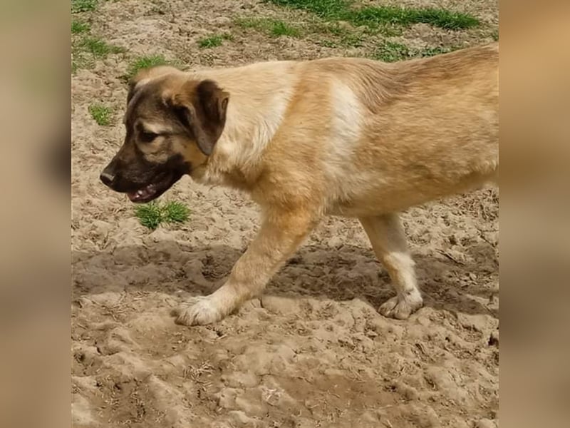 Millie - Schäferhund-Mischling- sucht ein Zuhause/Pflegestelle