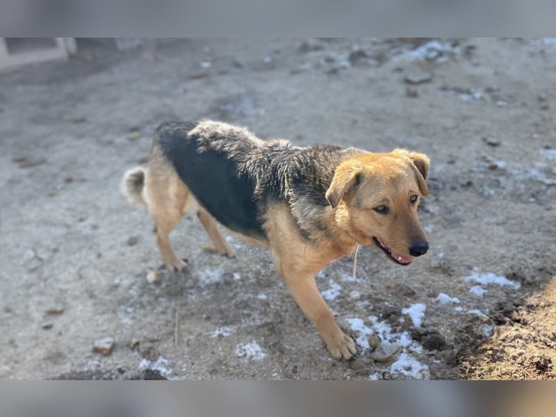 Vica, soziale Hündin freut sich auf Hundegesellschaft