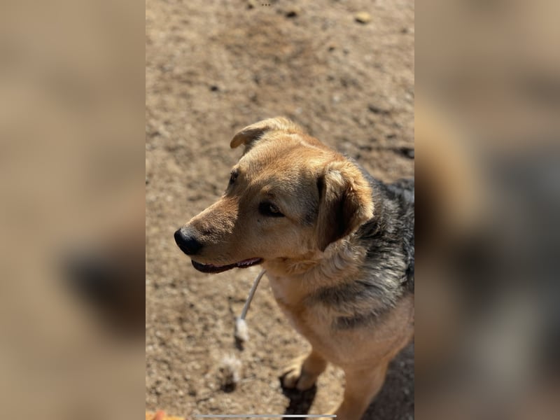 Vica, soziale Hündin freut sich auf Hundegesellschaft