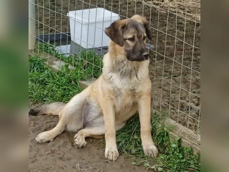 Millie - Schäferhund-Mischling- sucht ein Zuhause/Pflegestelle