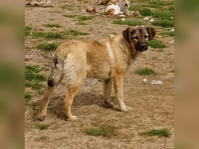 Millie - Schäferhund-Mischling- sucht ein Zuhause/Pflegestelle