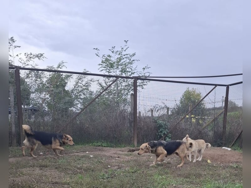 Vica, soziale Hündin freut sich auf Hundegesellschaft