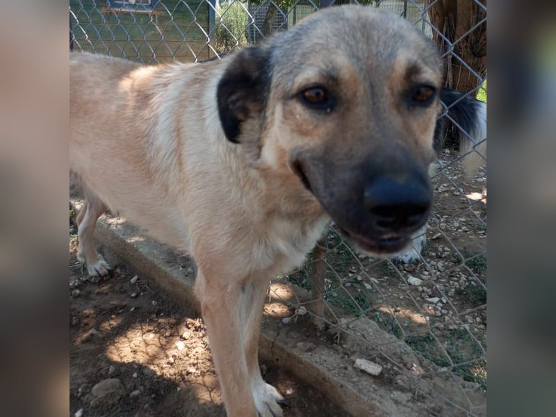 Millie - Schäferhund-Mischling- sucht ein Zuhause/Pflegestelle