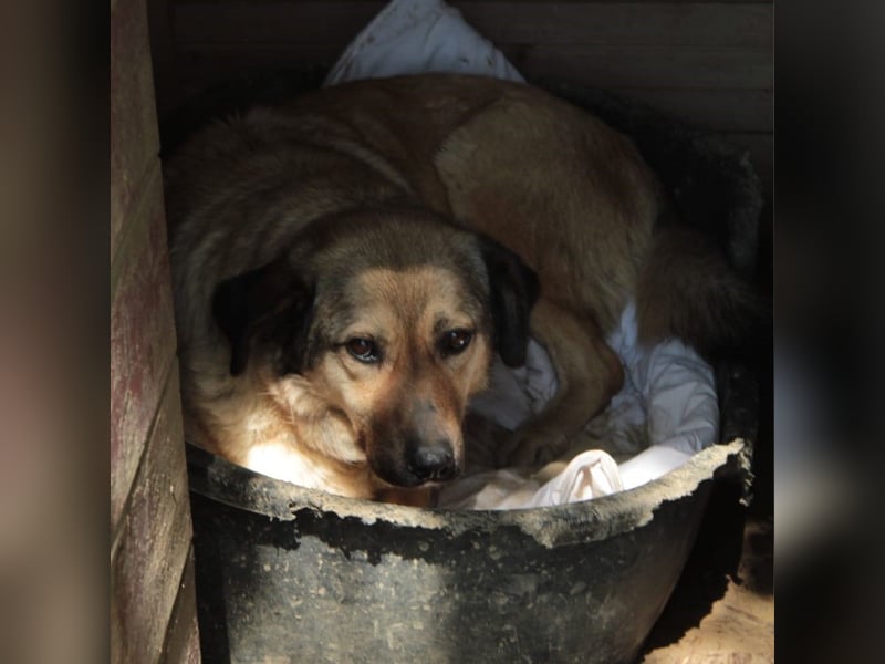 Millie - Schäferhund-Mischling- sucht ein Zuhause/Pflegestelle