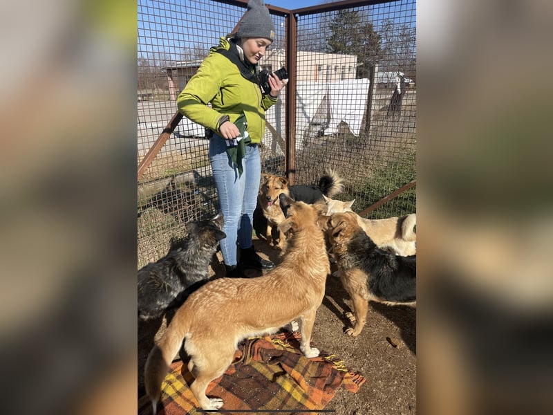 Vica, soziale Hündin freut sich auf Hundegesellschaft