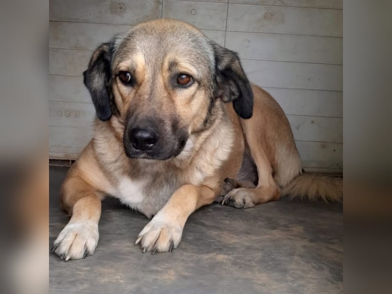 Millie - Schäferhund-Mischling- sucht ein Zuhause/Pflegestelle