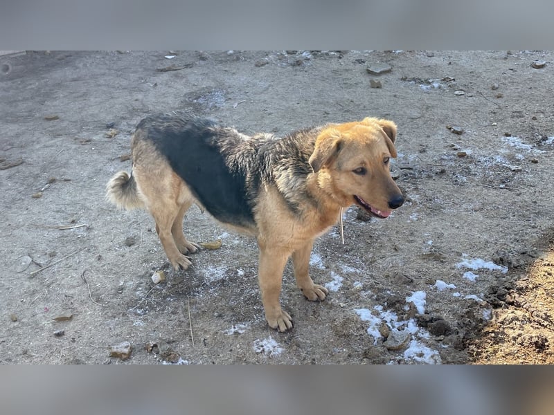 Vica, soziale Hündin freut sich auf Hundegesellschaft