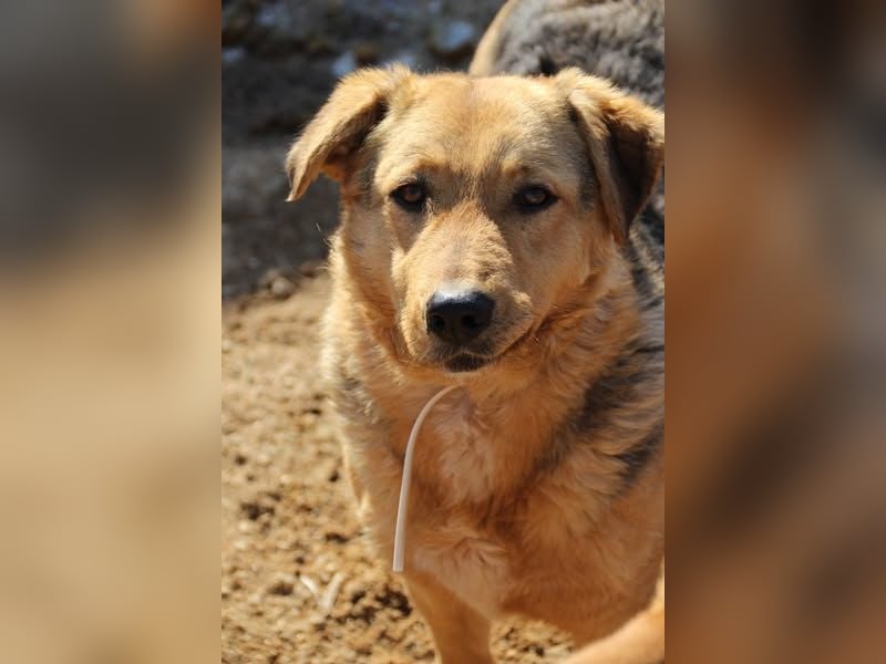 Vica, soziale Hündin freut sich auf Hundegesellschaft