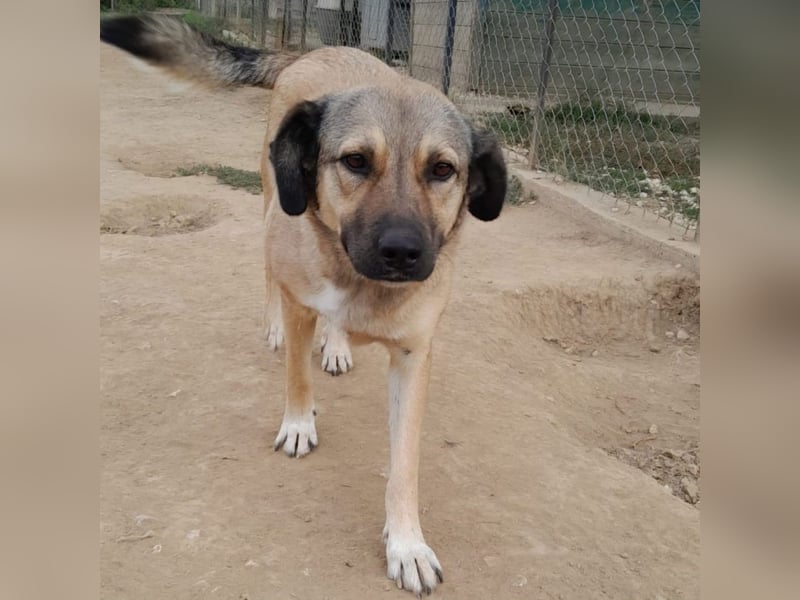 Millie - Schäferhund-Mischling- sucht ein Zuhause/Pflegestelle