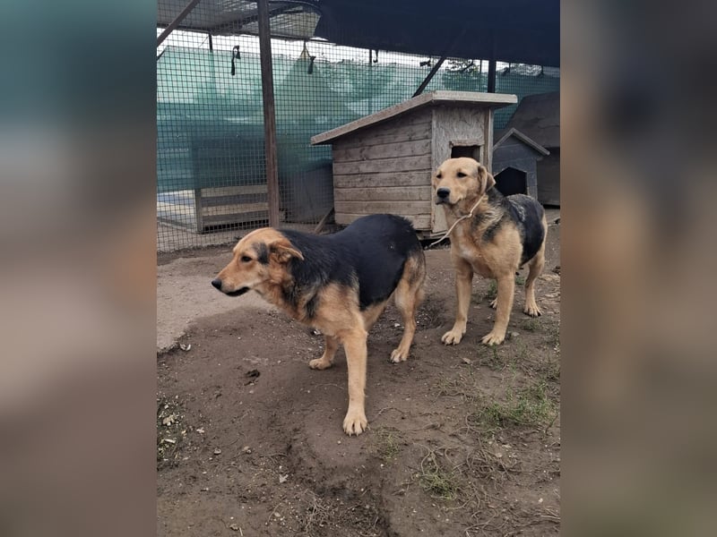 Vica, soziale Hündin freut sich auf Hundegesellschaft