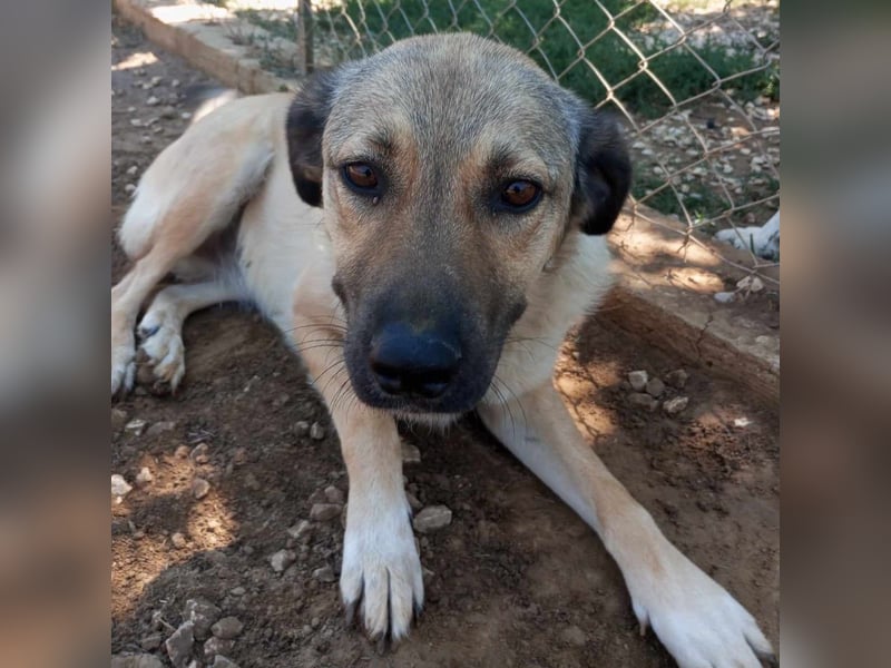 Millie - Schäferhund-Mischling- sucht ein Zuhause/Pflegestelle
