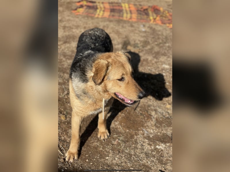 Vica, soziale Hündin freut sich auf Hundegesellschaft