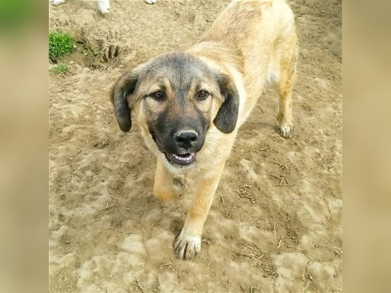 Millie - Schäferhund-Mischling- sucht ein Zuhause/Pflegestelle