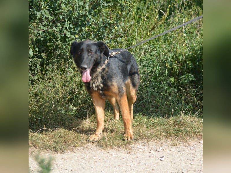 "Bonny"- Aktive Hündin, ca. 2022 geboren, sehr lieb, menschenbezogen und anhänglich