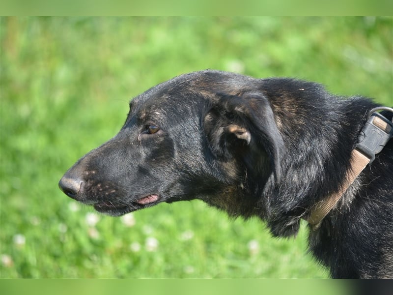 "Bonny"- Aktive Hündin, ca. 2022 geboren, sehr lieb, menschenbezogen und anhänglich