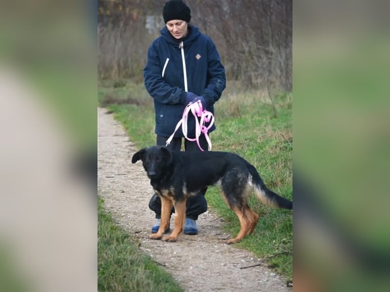 "Bonny"- Aktive Hündin, ca. 2022 geboren, sehr lieb, menschenbezogen und anhänglich
